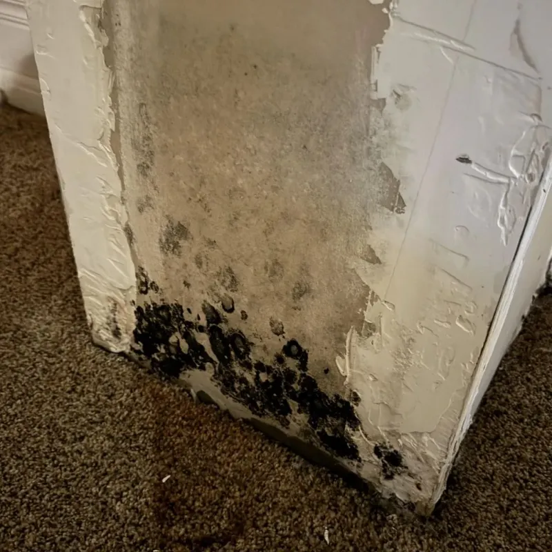 Professional Mold Removal in Amery, WI